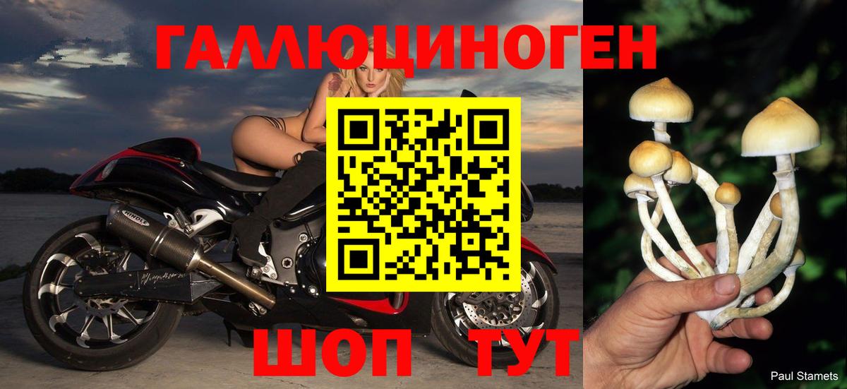 Россия  Галлюциногенные грибы Psilocybe  Вход с VPN 